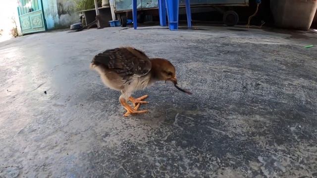 Duckling eat earthworms super fast смотреть онлайн