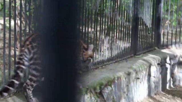 Игривый котенок оцелота весело бегает по деревьям и выход дымчатого леопарда в открытом вольере. смотреть онлайн