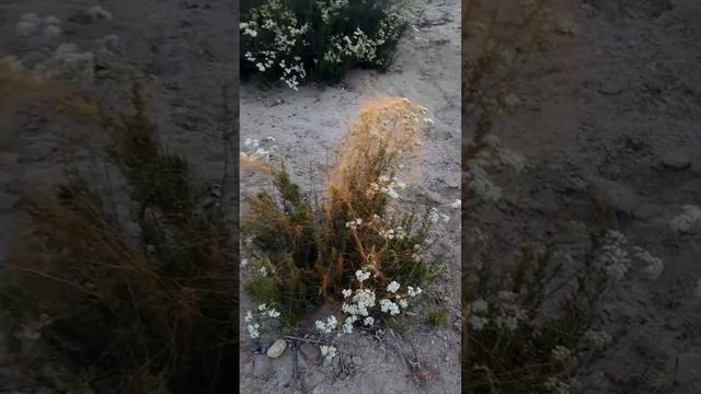 California Dodder parasite of California deserts смотреть онлайн