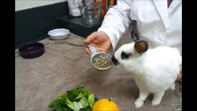 Pet Tips - Rabbit Diet смотреть онлайн