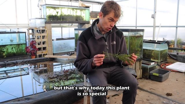 BIBLE-BITUS: Special Species Sunday School - BOLBITUS HEUDELOTII смотреть онлайн