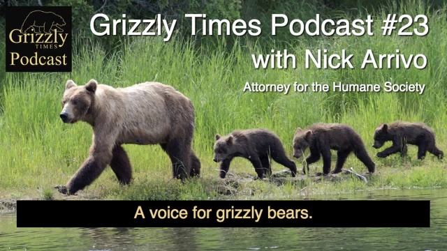 Grizzly Times Podcast 23 - Nick Arrivo - Attorney for the Humane Society смотреть онлайн