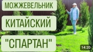 МОЖЖЕВЕЛЬНИК КИТАЙСКИЙ «СПАРТАН». 5.04.2024г.