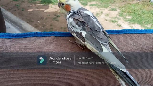 Symptoms of a sick bird | How to know if my bird is sick? | Sick bird| Signs of a sick bird | смотреть онлайн