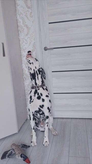 Марти поет под Селин Дион #собака #animals #dalmatian #dogtraining #puppy смотреть онлайн