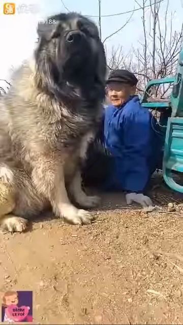 Самый бальшой сабака смотреть онлайн
