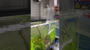 Как правильно пересаживать рыбок в аквариум после покупки