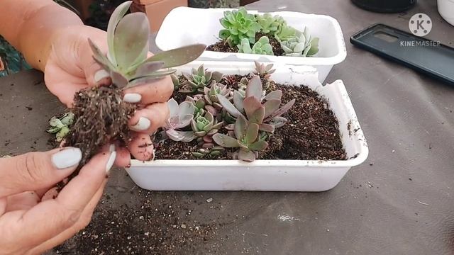 SUCULENTAS/BERÇÁRIO: Saiba CUIDAR Dos Bebês  Depois De Retirar Do Berço/ Como Eu Faço!