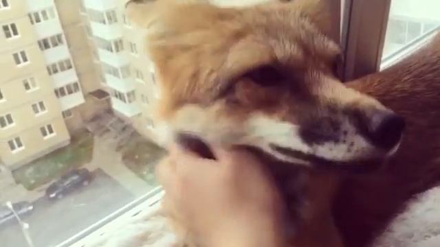 Лисьи нежности смотреть онлайн