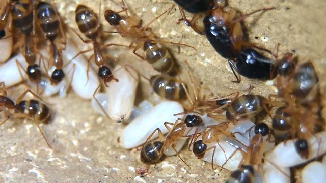 Camponotus claripes nudimalis смотреть онлайн