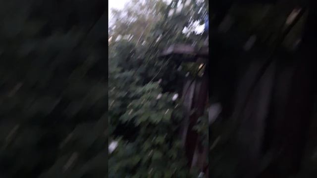 Цветущий шиповник.