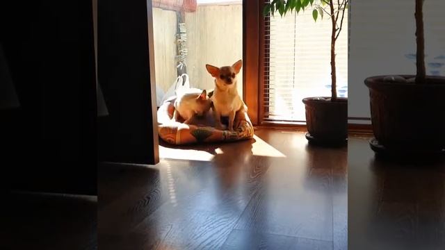 Жизнь #чихуахуа смотреть онлайн