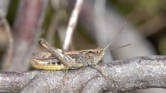 Snortikker Chorthippus mollis, zingend mannetje смотреть онлайн