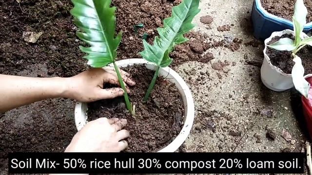 How to Propagate Philodendron Ring of Fire🔥 in One Minute ⏱️ смотреть онлайн