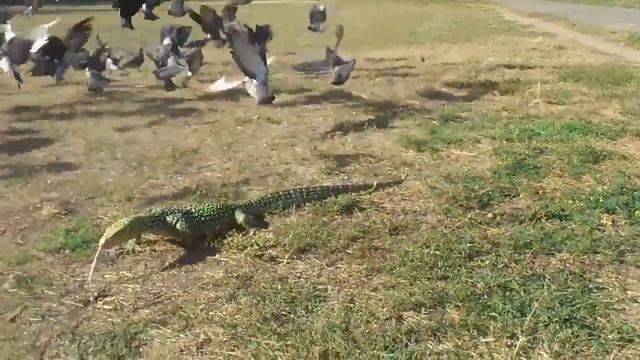 Varanus melinus (male) and doves смотреть онлайн