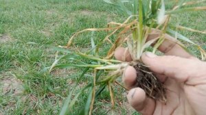 Агрофак 100 оз пшеница  вторая подкормка селитрой