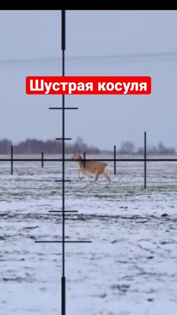 Охота на косулю смотреть онлайн
