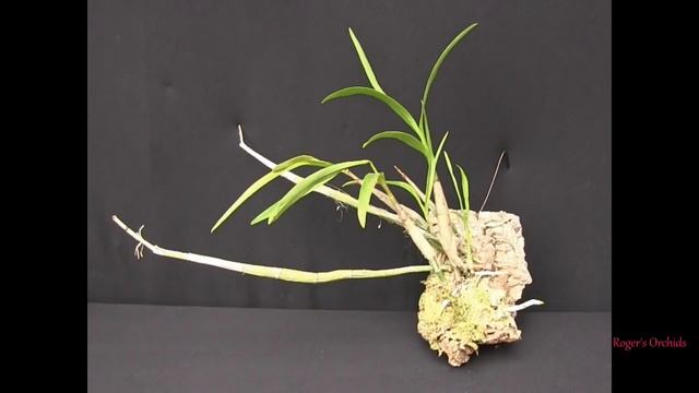 2020 Project Orchids - Pt 3 Update 1, The Cattleya Alliance смотреть онлайн