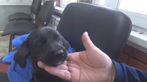 Первая прививка. Прививка от чумки. Щенок два месяца