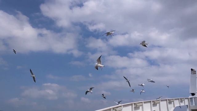 Чайки над паромом на Керченской переправе смотреть онлайн