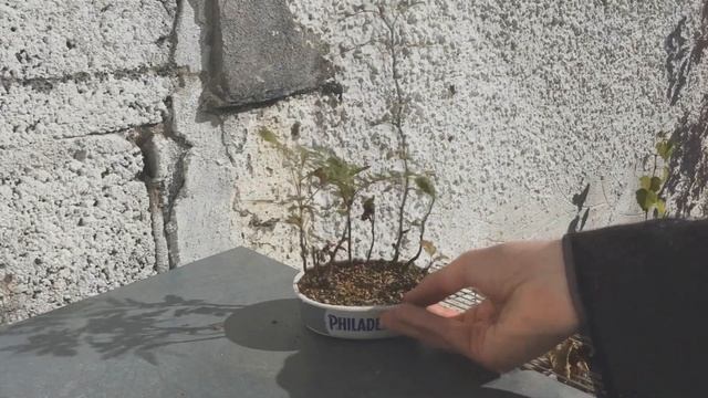 Mame Bonsai Forest Part 3 смотреть онлайн