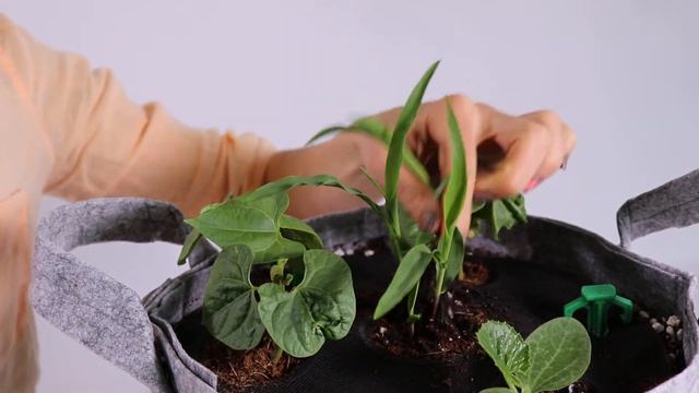 How to Thin Corn Plants смотреть онлайн