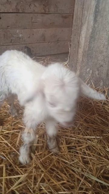 на свет божий явился😘😍🥰 смотреть онлайн
