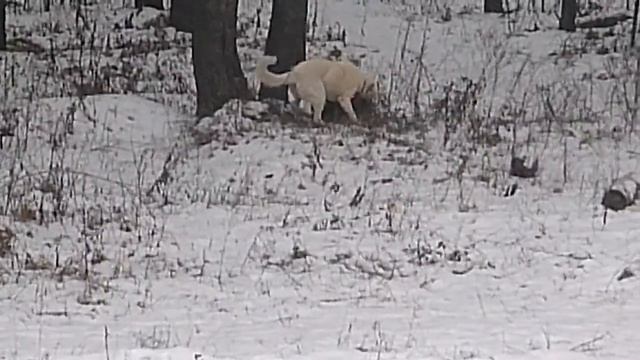 Тарлак смотреть онлайн