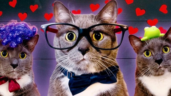 КОТИКИ В ШКОЛЕ - 14 ФЕВРАЛЯ