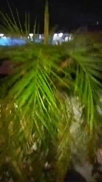 PIGMY DATE PALM 🌴 plant🌱 смотреть онлайн
