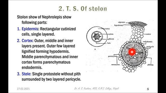 Nephrolepis part 2 смотреть онлайн