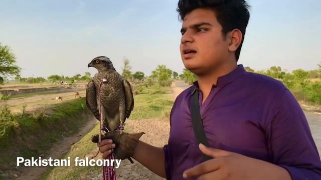 Goshawk’s- Bazz | description, price and important facts | Pakistani falconry смотреть онлайн