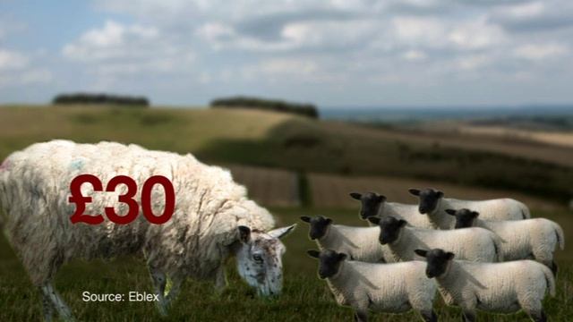 Scanning Sheep ahead of lambing смотреть онлайн