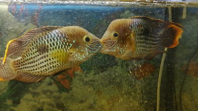 Акара бирюзовая 🐠🔥