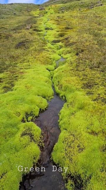 #iceland #travel #icelandcountry #moss #nature