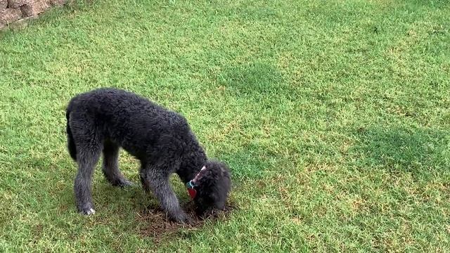 Pepper and her Shenanigans смотреть онлайн