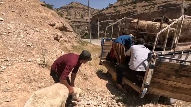 27.05.2023 Семьи кочевников переезжают со своими стадами в более прохладный климат