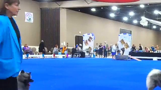 2022 Keeshond National Specialty - Regional Best of Breed смотреть онлайн