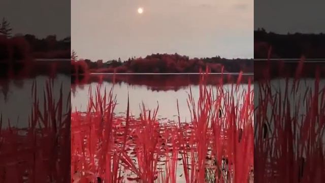 Pink Heart Lake in Canada смотреть онлайн
