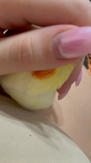 Корелла Пики ,🐥,мой желтый лимончик ☺️🐤🍋 смотреть онлайн