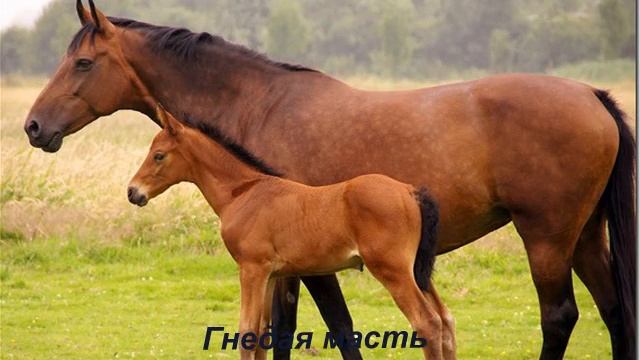 Лошади смотреть онлайн