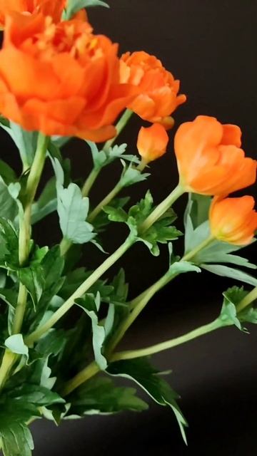 Купальница из полимерной глины, холодный фарфор #flower #купальница #ручнаяработа смотреть онлайн