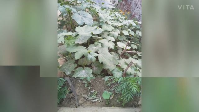 How To Grow Lady Finger In Just 30 Days