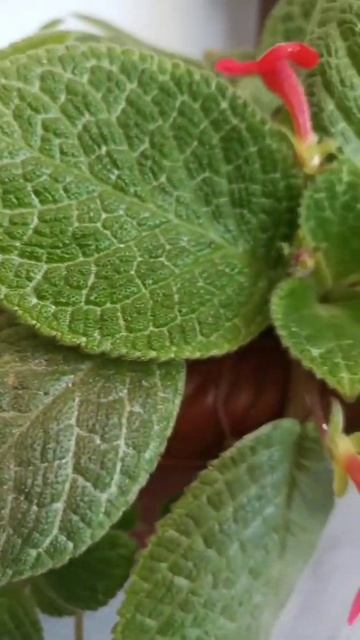 Episcia Plants | Episcia | Plant | Hridayam Songs
