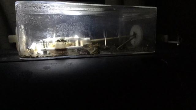 A Time Lapse Till (1am To 9am) Of Solenopsis Geminata Moving Into New Space!