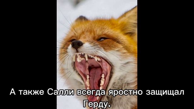 История Лисицы Герды #хы #врек #пжврекомендации #лиса #лисы #лисица #история #story #герда #чтото # смотреть онлайн
