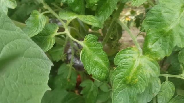 Les Variétés Des Tomates Le 06 Septembre 2019