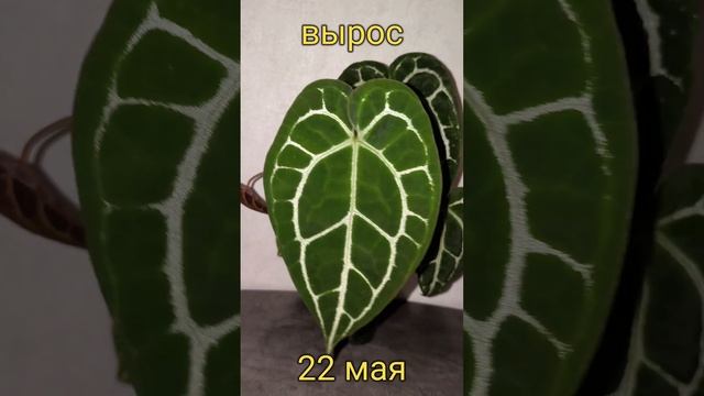 Рост антуриума Кристаллинума (anturium Crystallinum) в течение месяца/ появление новых листов 😍