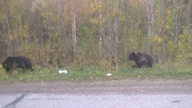 Животные на дороге. смотреть онлайн