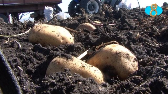 Урожай картофеля в этом году вдвое ниже прошлогоднего. Վրաստանում կարտոֆիլի աճել են 50 տոկոսով смотреть онлайн